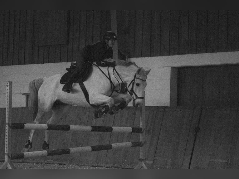 Oldenburger Springpaard Ruin 16 Jaar 163 cm Schimmel in Neustadt (Hessen)