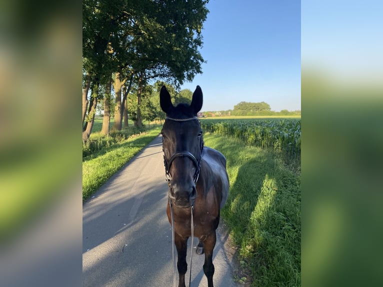Oldenburger Springpaard Ruin 16 Jaar 170 cm Zwartbruin in Löningen