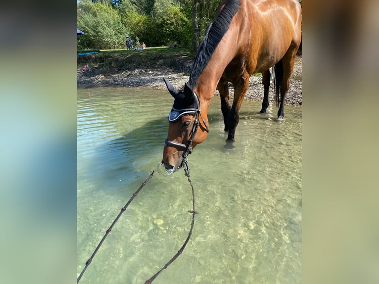 Oldenburger Springpaard Ruin 16 Jaar 171 cm Bruin in Offenburg