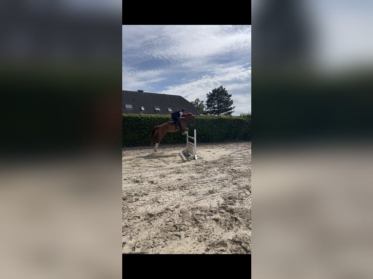 Oldenburger Springpaard Ruin 16 Jaar 174 cm Vos in Mechernich