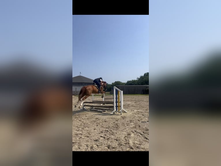 Oldenburger Springpaard Ruin 16 Jaar 174 cm Vos in Mechernich