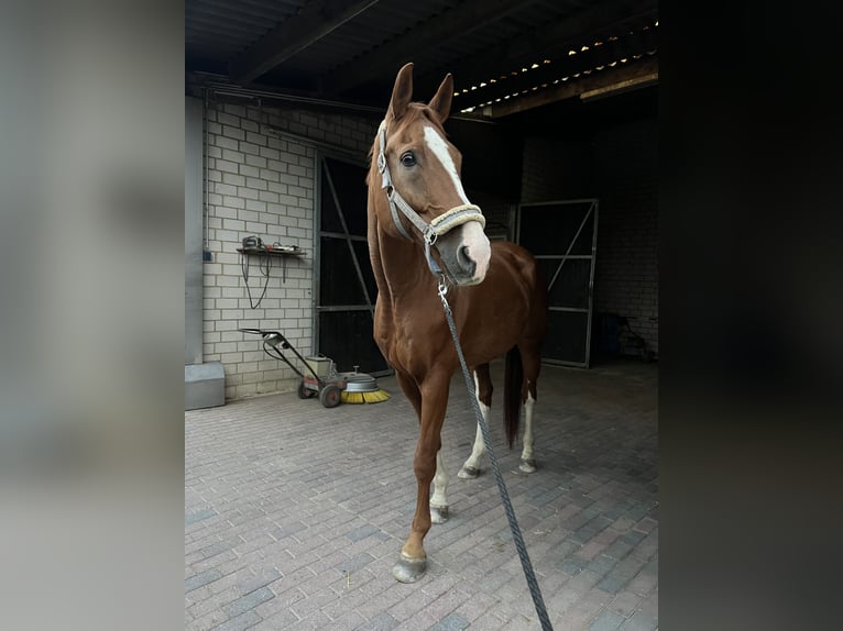 Oldenburger Springpaard Ruin 16 Jaar 174 cm Vos in Mechernich