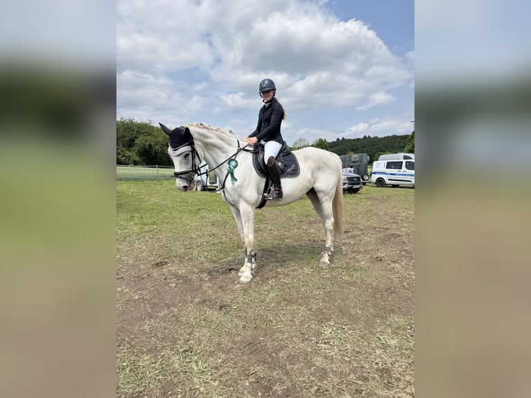 Oldenburger Springpaard Ruin 16 Jaar 175 cm Schimmel in Oberzent