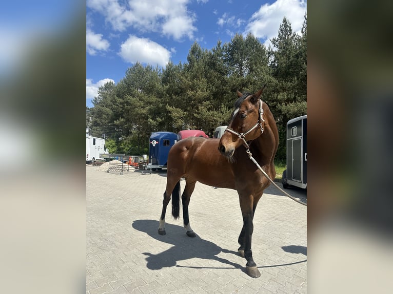 Oldenburger Springpaard Ruin 16 Jaar 176 cm Bruin in Wroc&#x142;awWroc&#x142;aw