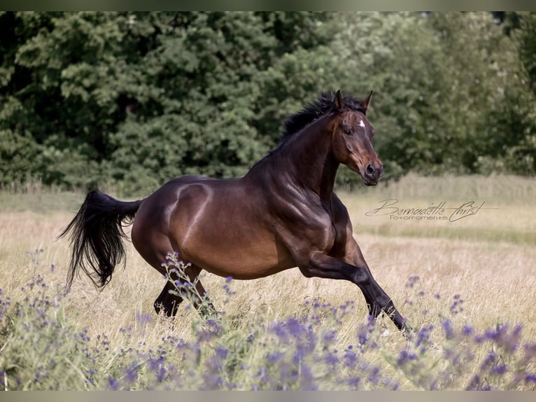 Oldenburger Springpaard Ruin 16 Jaar 182 cm Donkerbruin in Mühlenberge