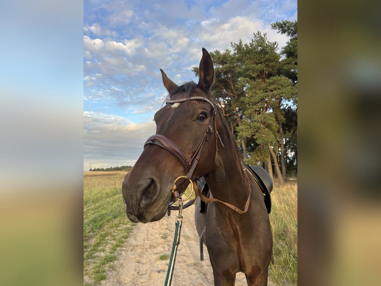 Oldenburger Springpaard Ruin 16 Jaar 183 cm Bruin in Hönow