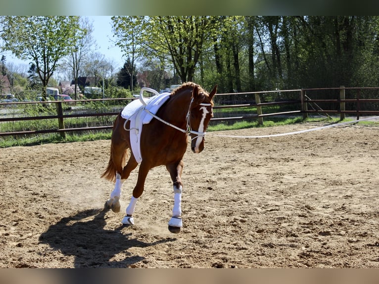 Oldenburger Springpaard Ruin 16 Jaar 185 cm Vos in Ritterhude