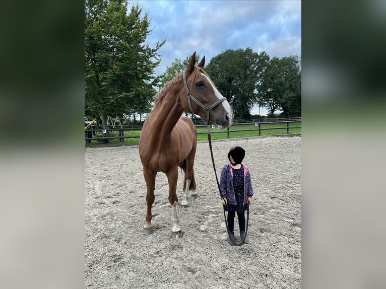 Oldenburger Springpaard Ruin 16 Jaar 185 cm Vos in Ritterhude