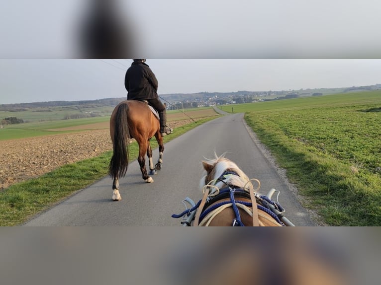 Oldenburger Springpaard Ruin 17 Jaar 167 cm Lichtbruin in Berndorf