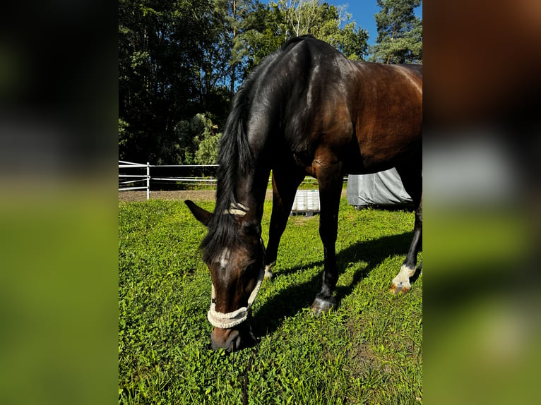 Oldenburger Springpaard Ruin 17 Jaar 170 cm Donkerbruin in Durmersheim