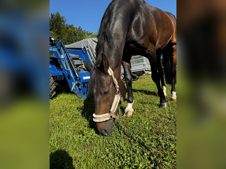 Oldenburger Springpaard Ruin 17 Jaar 170 cm Donkerbruin in Durmersheim