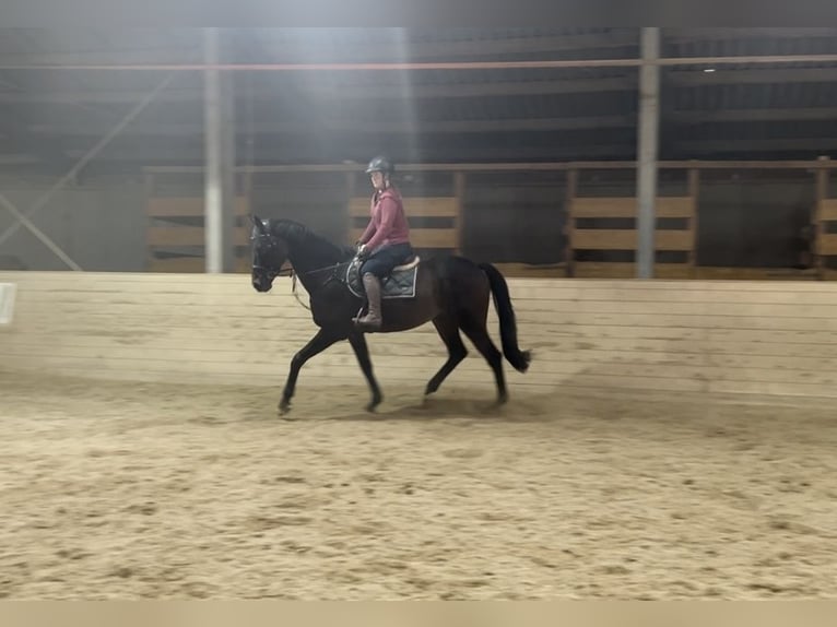 Oldenburger Springpaard Ruin 17 Jaar 170 cm Donkerbruin in Pelmberg