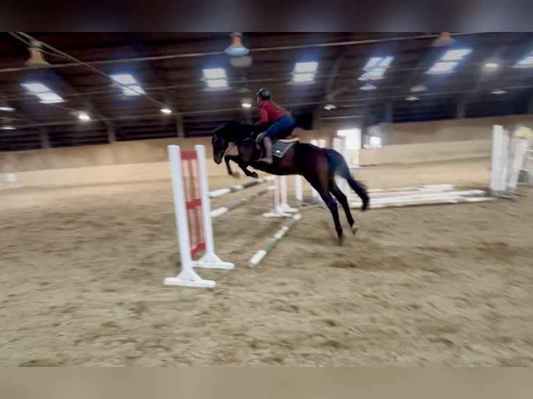 Oldenburger Springpaard Ruin 17 Jaar 170 cm Donkerbruin in Pelmberg