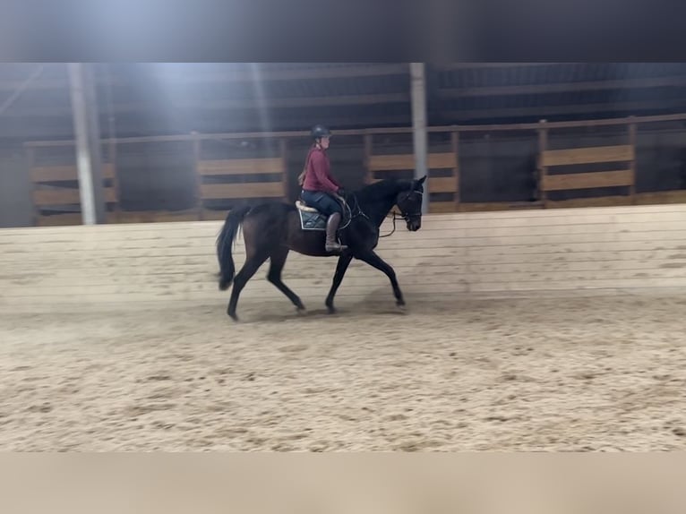 Oldenburger Springpaard Ruin 17 Jaar 170 cm Donkerbruin in Pelmberg