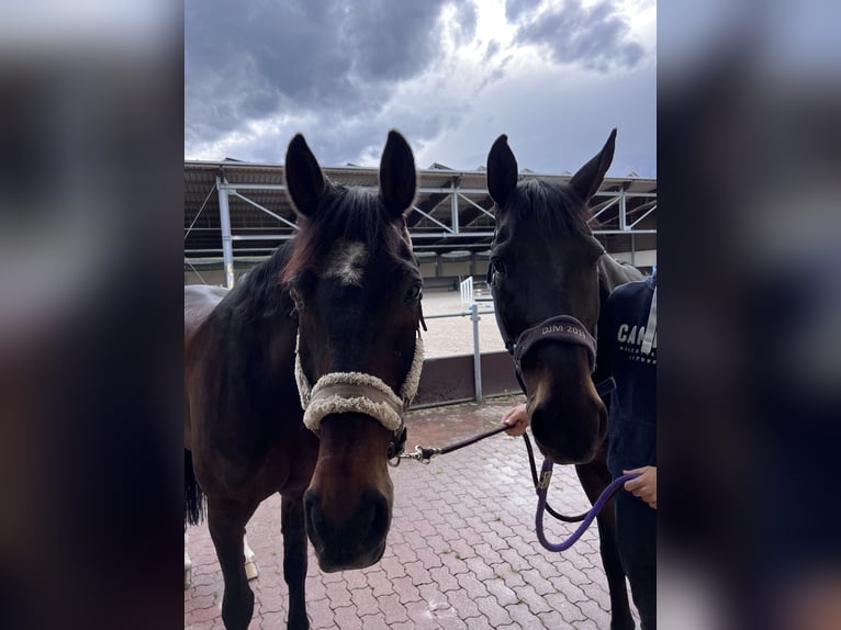 Oldenburger Springpaard Ruin 17 Jaar 171 cm Donkerbruin in Hagenbach