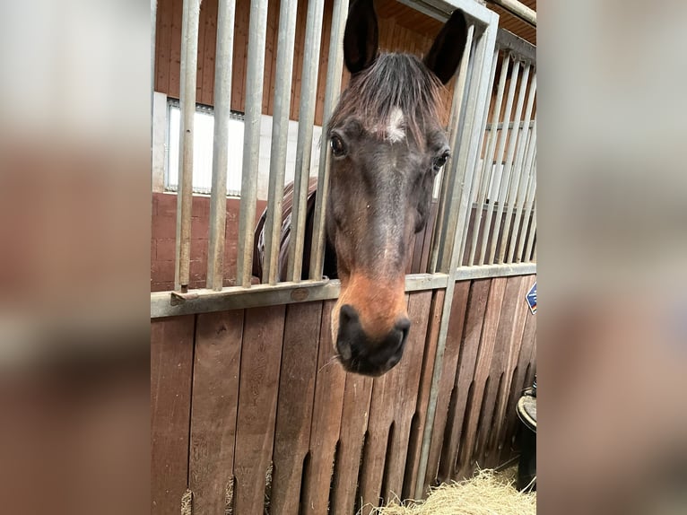 Oldenburger Springpaard Ruin 17 Jaar 171 cm Donkerbruin in Hagenbach