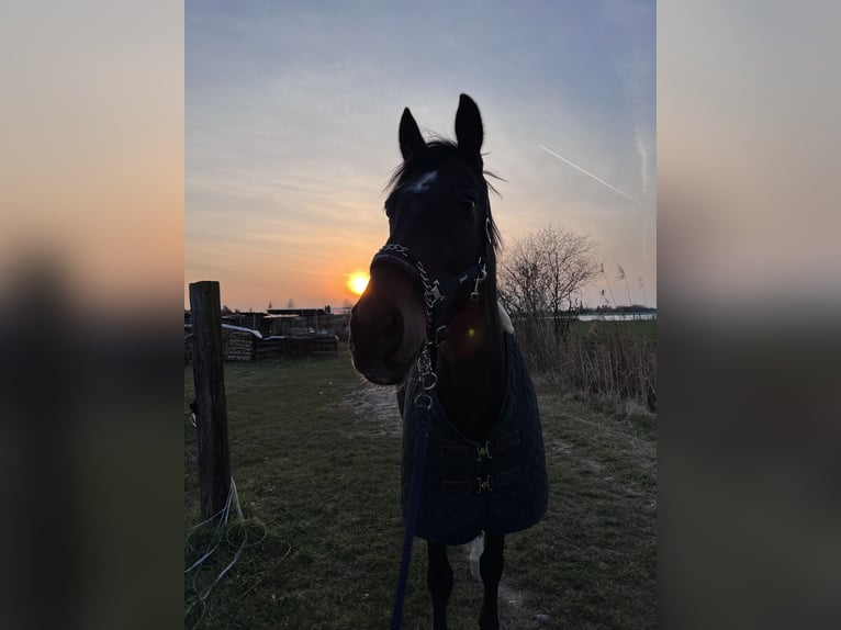 Oldenburger Springpaard Ruin 17 Jaar 171 cm Donkerbruin in Hagenbach