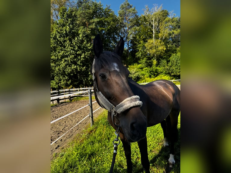 Oldenburger Springpaard Ruin 17 Jaar 171 cm Donkerbruin in Hagenbach