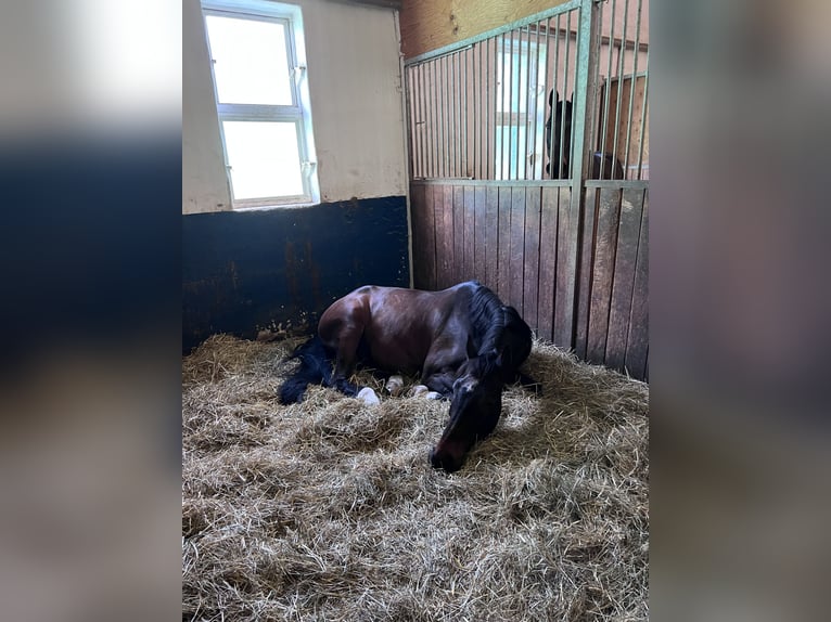 Oldenburger Springpaard Ruin 17 Jaar 171 cm Donkerbruin in Hagenbach