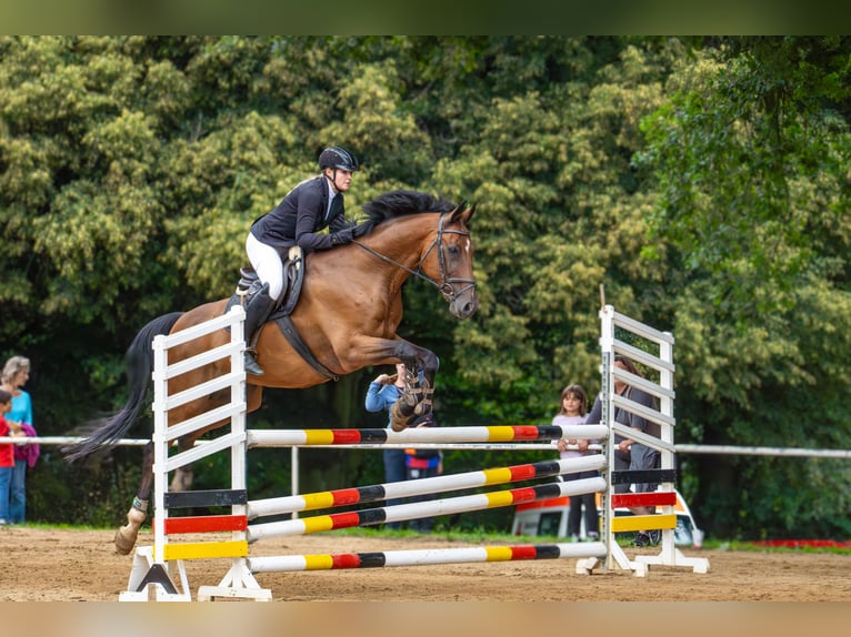 Oldenburger Springpaard Ruin 17 Jaar 173 cm Bruin in Bahretal