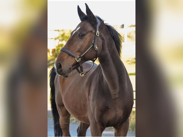 Oldenburger Springpaard Ruin 17 Jaar 173 cm Bruin in Bahretal