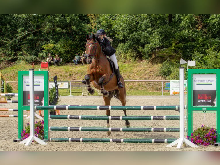 Oldenburger Springpaard Ruin 17 Jaar 173 cm Bruin in Bahretal