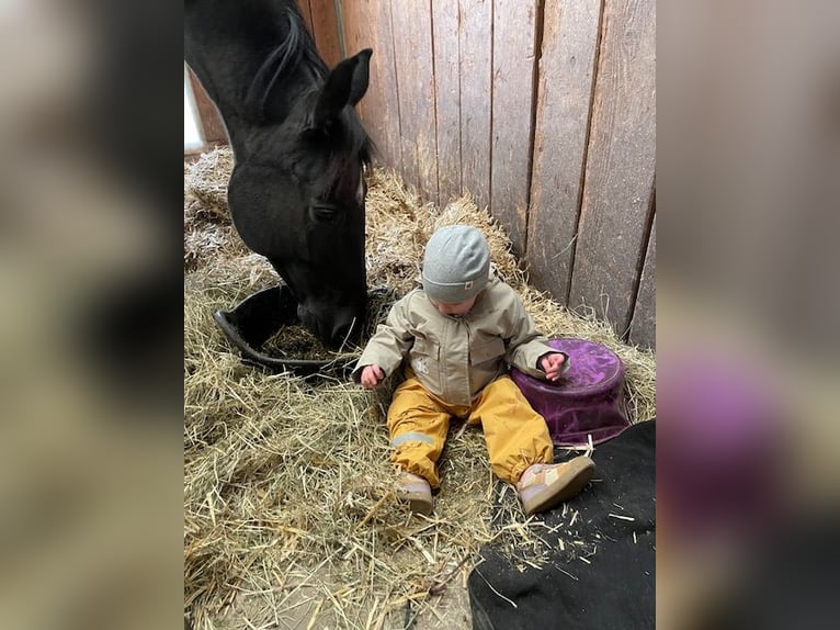 Oldenburger Springpaard Ruin 17 Jaar Bruin in Allhartsberg