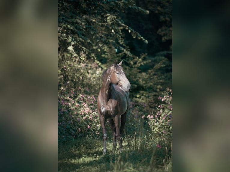 Oldenburger Springpaard Mix Ruin 17 Jaar in Allhartsberg