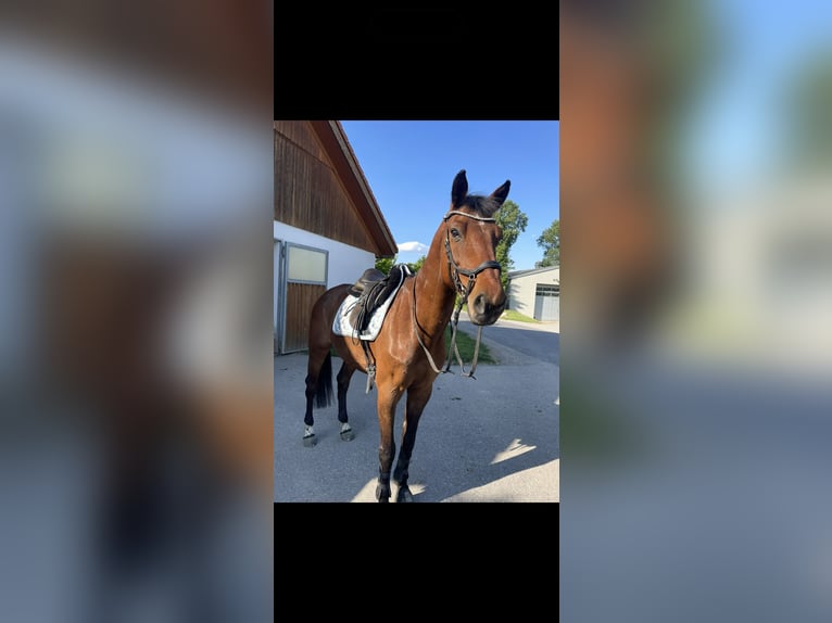 Oldenburger Springpaard Ruin 18 Jaar 166 cm Bruin in Ebenfurth