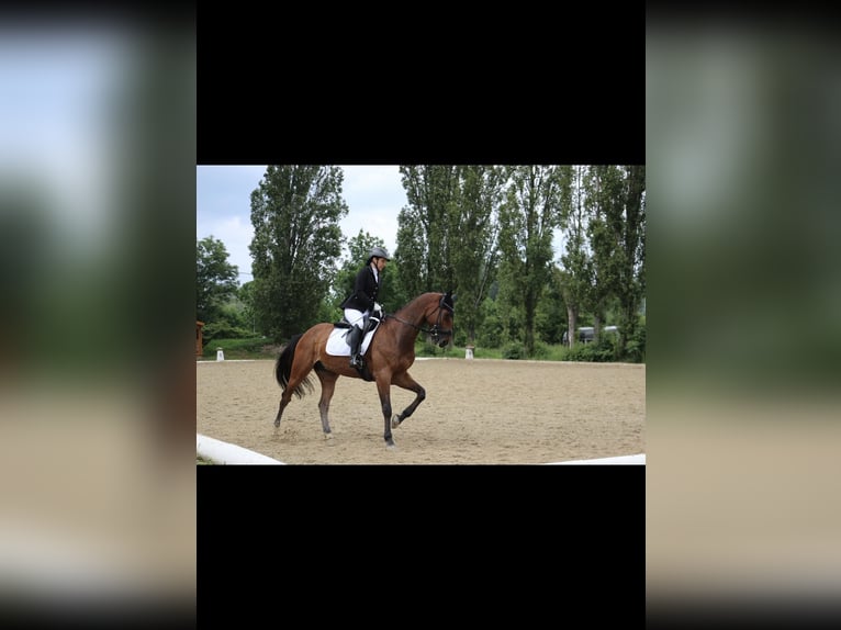 Oldenburger Springpaard Ruin 18 Jaar 166 cm Bruin in Ebenfurth