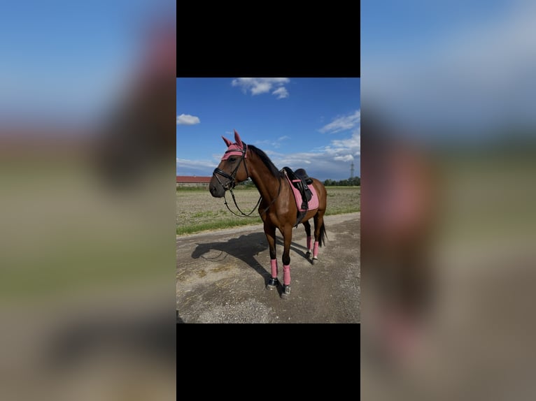 Oldenburger Springpaard Ruin 18 Jaar 166 cm Bruin in Ebenfurth