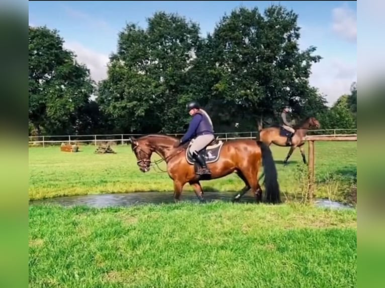 Oldenburger Springpaard Ruin 18 Jaar 167 cm Bruin in Lauenburg