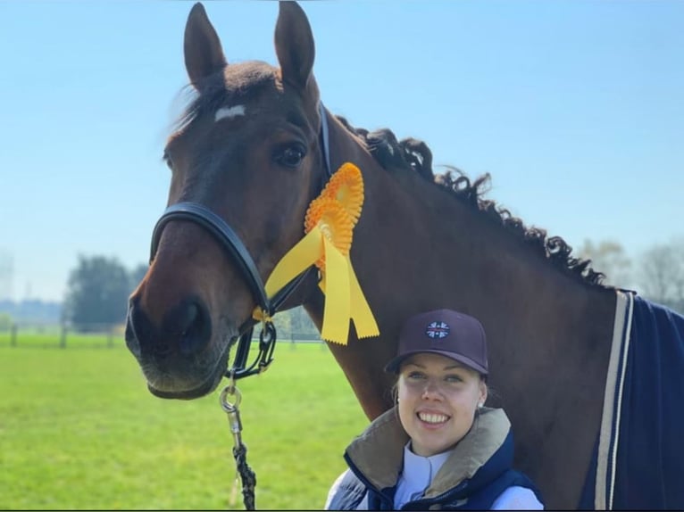 Oldenburger Springpaard Ruin 18 Jaar 167 cm Bruin in Lauenburg