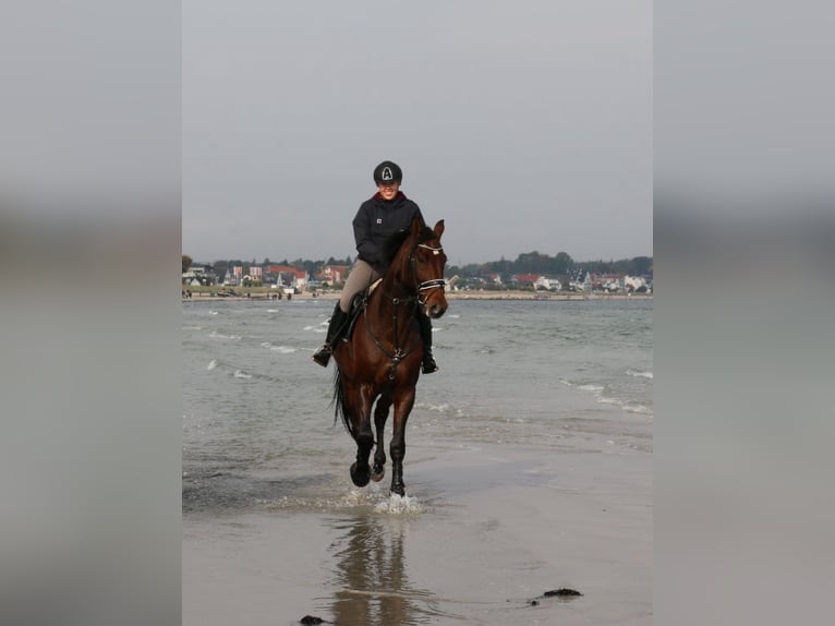 Oldenburger Springpaard Ruin 18 Jaar 167 cm Bruin in Lauenburg