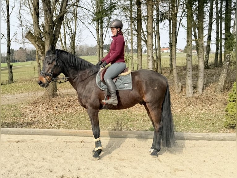 Oldenburger Springpaard Ruin 18 Jaar 174 cm Donkerbruin in Pelmberg