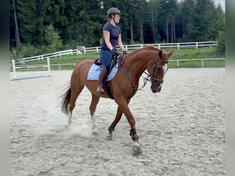 Oldenburger Springpaard Ruin 19 Jaar 175 cm Vos in Davidschlag