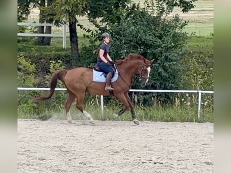 Oldenburger Springpaard Ruin 19 Jaar 175 cm Vos in Davidschlag