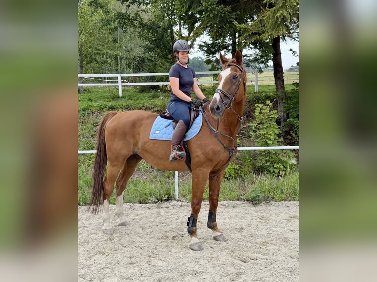 Oldenburger Springpaard Ruin 19 Jaar 175 cm Vos in Davidschlag
