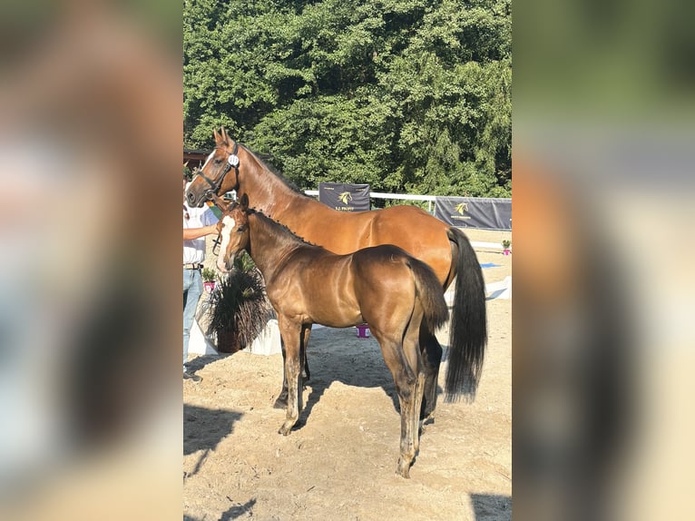 Oldenburger Springpaard Ruin 1 Jaar 157 cm Bruin in Suszec