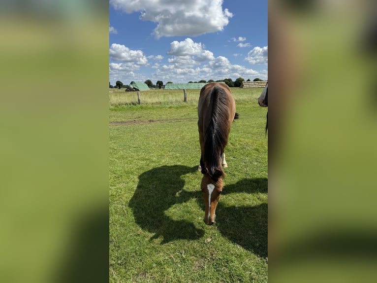 Oldenburger Springpaard Ruin 1 Jaar 168 cm Donkerbruin in Garbsen