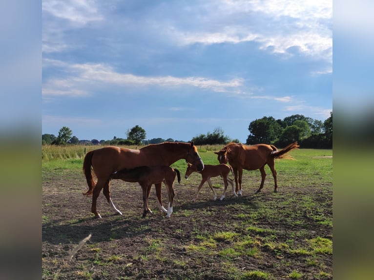 Oldenburger Springpaard Ruin 1 Jaar 168 cm Donkerbruin in Garbsen