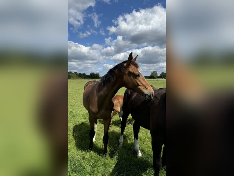 Oldenburger Springpaard Ruin 1 Jaar 168 cm Donkerbruin in Garbsen