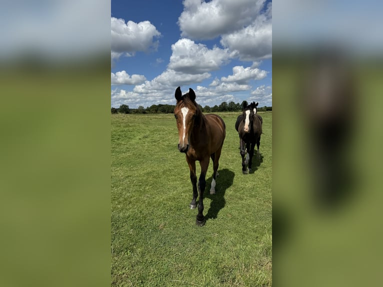 Oldenburger Springpaard Ruin 1 Jaar 168 cm Donkerbruin in Garbsen