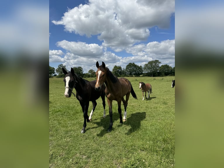 Oldenburger Springpaard Ruin 1 Jaar 168 cm Donkerbruin in Garbsen