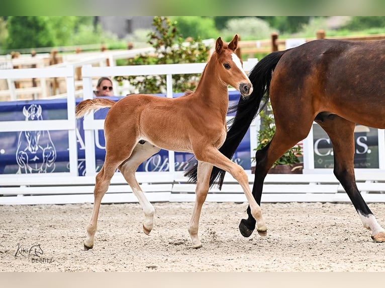 Oldenburger Springpaard Ruin 1 Jaar 170 cm Vos in Wilhelmshaven