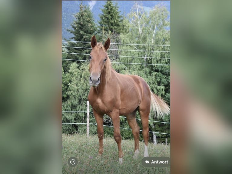 Oldenburger Springpaard Ruin 1 Jaar 180 cm Vos in Jenig