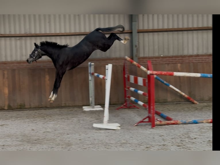 Oldenburger Springpaard Ruin 2 Jaar 158 cm Schimmel in Zieuwent