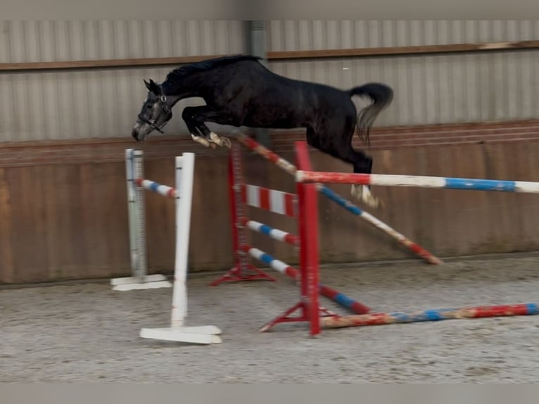 Oldenburger Springpaard Ruin 2 Jaar 158 cm Schimmel in Zieuwent