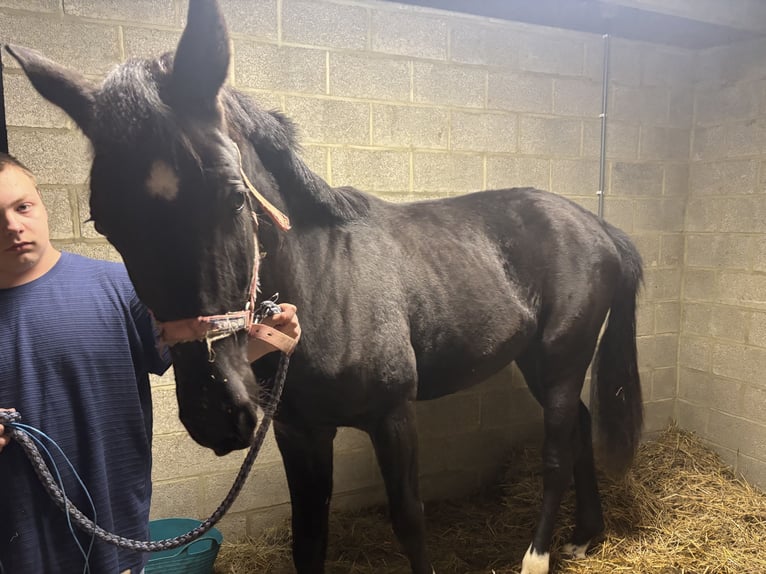Oldenburger Springpaard Ruin 2 Jaar 161 cm Zwartbruin in Malonne
