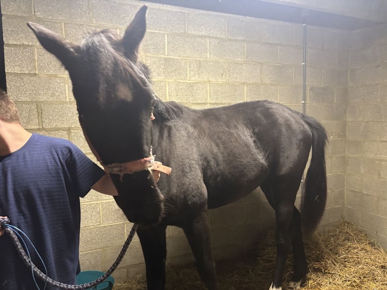 Oldenburger Springpaard Ruin 2 Jaar 161 cm Zwartbruin in Malonne